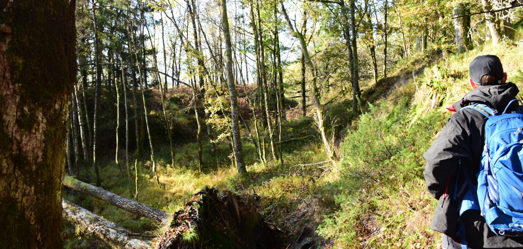 Skog, skogsbunn, befaring