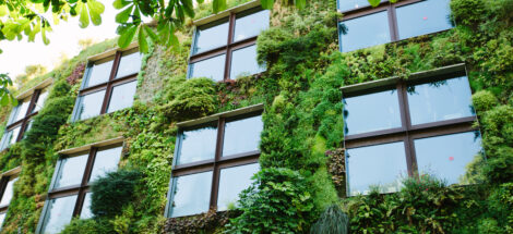 Grønn vegg, grønne planter omkranser vinduene i en bygård